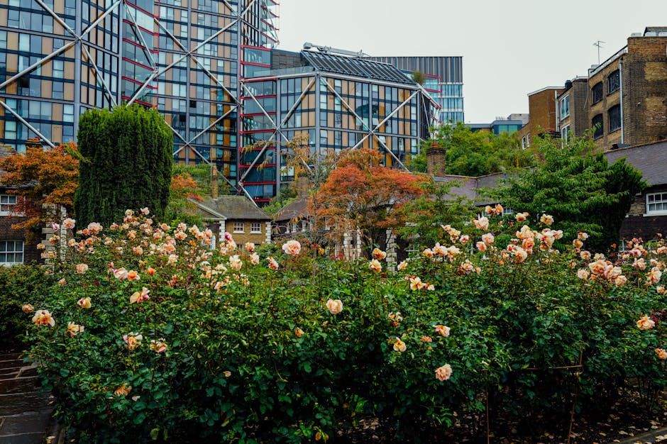 A vibrant urban garden scene featuring a lush bed of pale pink and peach roses in full bloom, with dense green foliage and leaves showing signs of recent rain. Behind the roses, a variety of trees, including a tall, dark green cypress and a smaller tree with orange autumn leaves, provides a colorful backdrop. The garden is bordered by a narrow stone pathway, which appears wet, and adjacent to some small, traditional brick houses with chimneys. In the background, modern high-rise buildings with glass facades and distinctive structural elements rise above, contrasting the natural garden setting. The scene is illuminated by overcast daylight, highlighting the textures of the wet soil, trimmed bushes, and the vibrant flowers. Gardeners Hackney's garden maintenance work seems evident, with the garden appearing well-kept and in the process of ongoing landscaping or hedge trimming, contributing to a tidy and attractive outdoor space near Hackney Central station.
