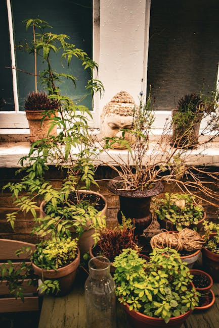A collection of potted plants and herbs arranged on a small outdoor balcony or patio, featuring various sizes and types of containers filled with lush green foliage, small flowering plants, and herbs. A weathered terracotta pot holds a tall, leafy plant, while a large black pot contains a bushy, leafless shrub. A small glass bottle and coiled twine rest among the pots on a rustic wooden surface. In the background, a white stone garden ornament resembling a Buddha head is positioned against a window pane, with the window frame painted dark green. Vertical plant supports hold climbing plants, and a weathered white brick wall provides a simple backdrop. The scene is illuminated by natural light, highlighting the textures of the plants, soil, and various pots, showcasing an inviting, well-maintained outdoor space suitable for gardening and landscape care, as cared for by Gardeners Hackney.